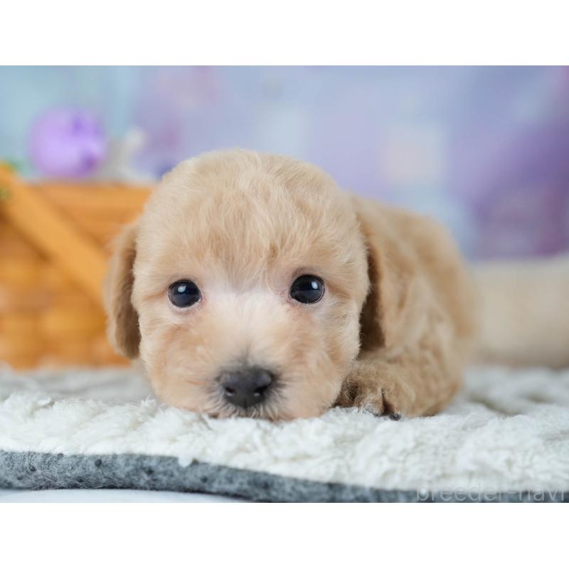 販売中の埼玉県のビションプー:ビションフリーゼ×トイプードル-434905の3枚目