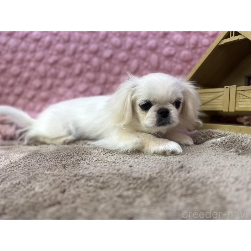 販売中の茨城県のペキニーズ-434904の10枚目