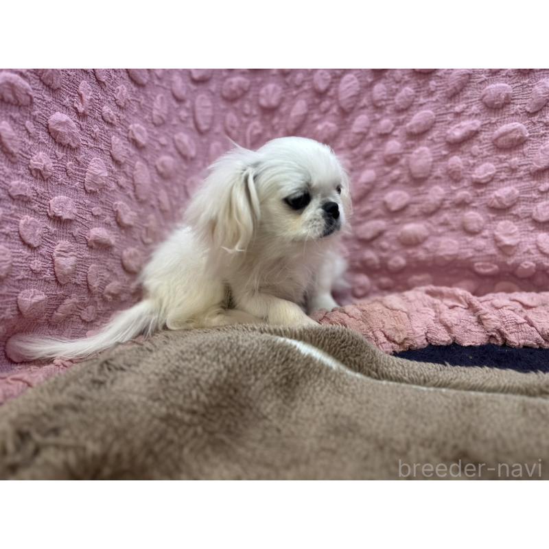 販売中の茨城県のペキニーズ-434904の9枚目