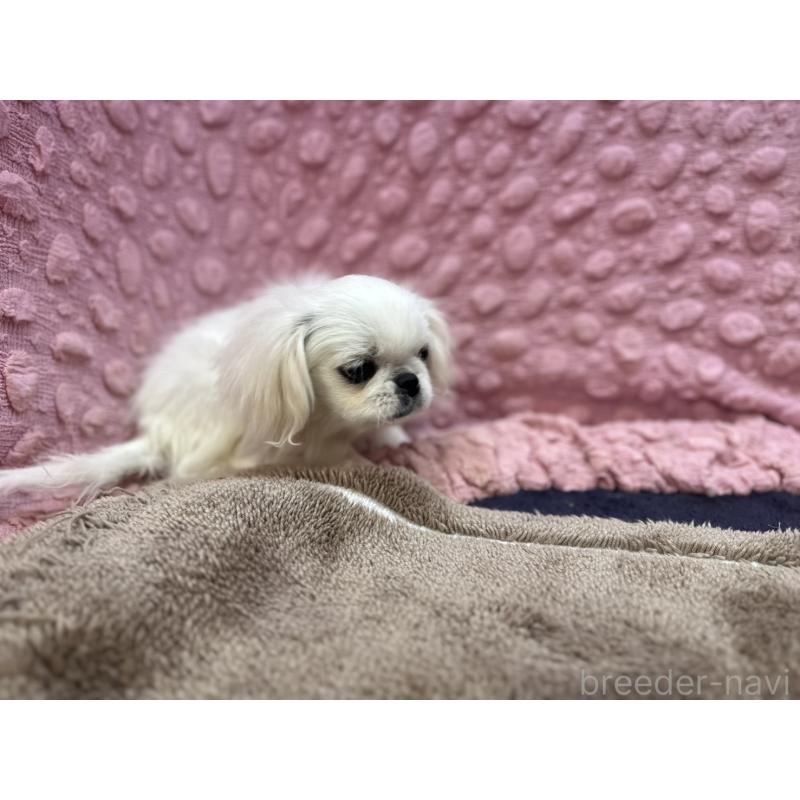 販売中の茨城県のペキニーズ-434904の8枚目