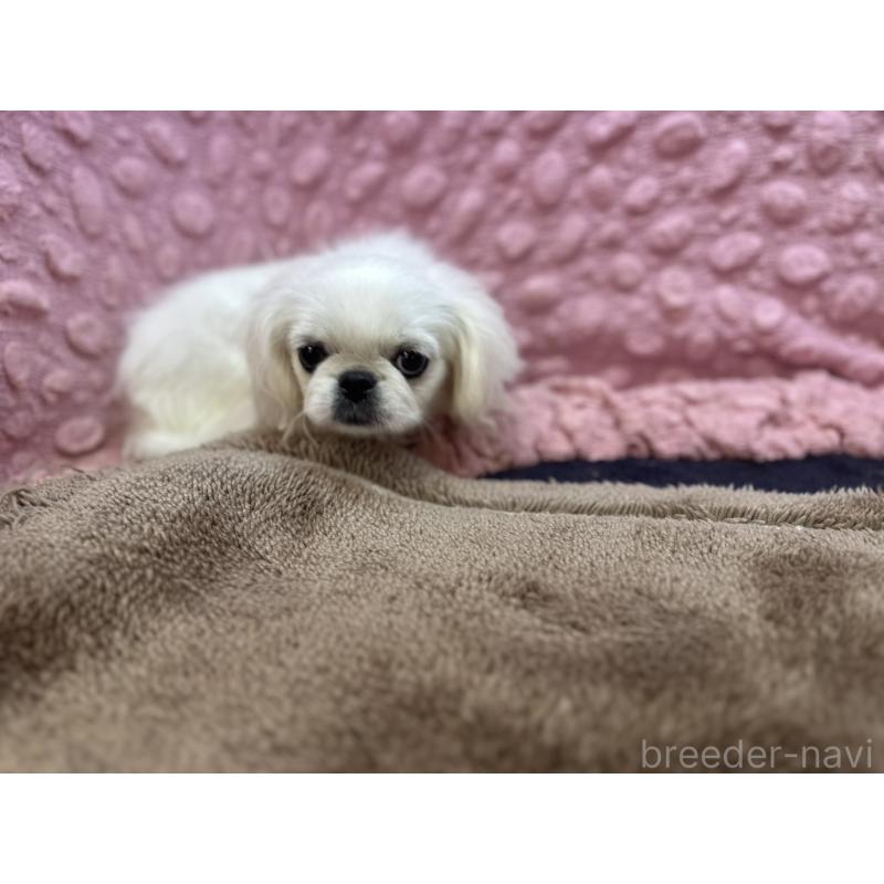販売中の茨城県のペキニーズ-434904の7枚目
