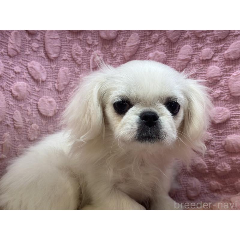 販売中の茨城県のペキニーズ-434904の6枚目