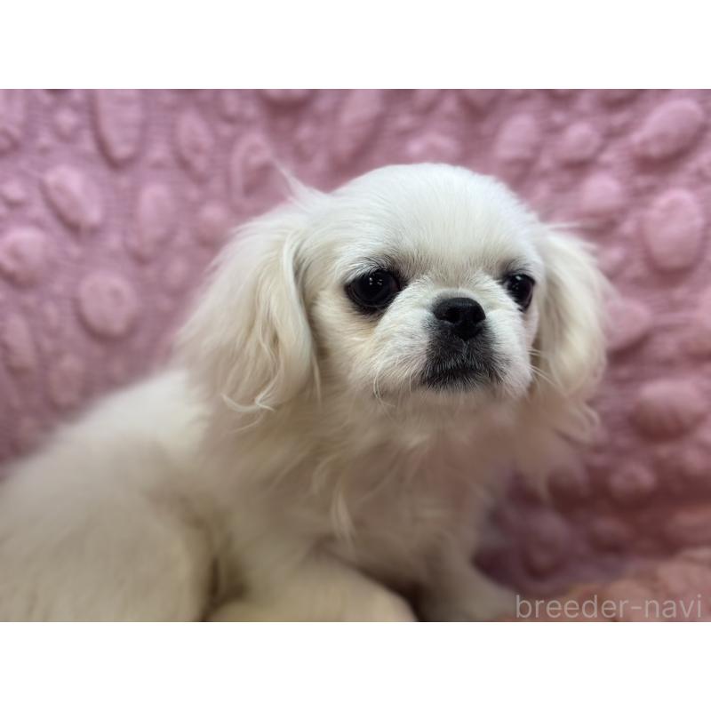 販売中の茨城県のペキニーズ-434904の1枚目