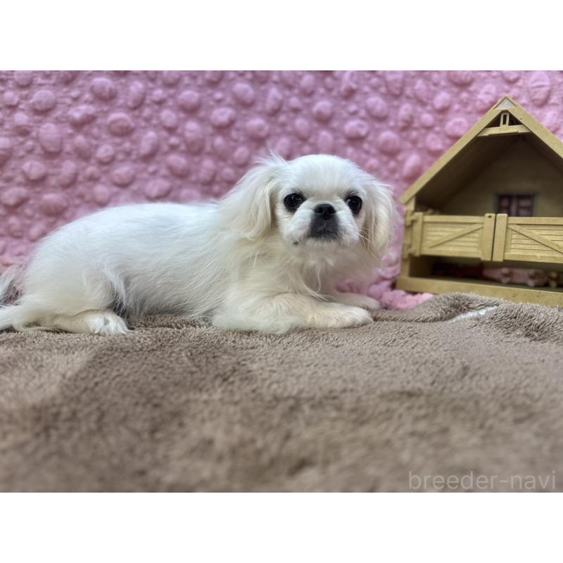 販売中の茨城県のペキニーズ-434904の4枚目