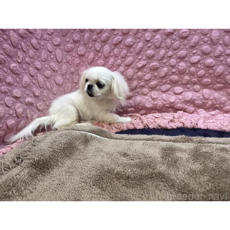 販売中の茨城県のペキニーズ-434904の3枚目