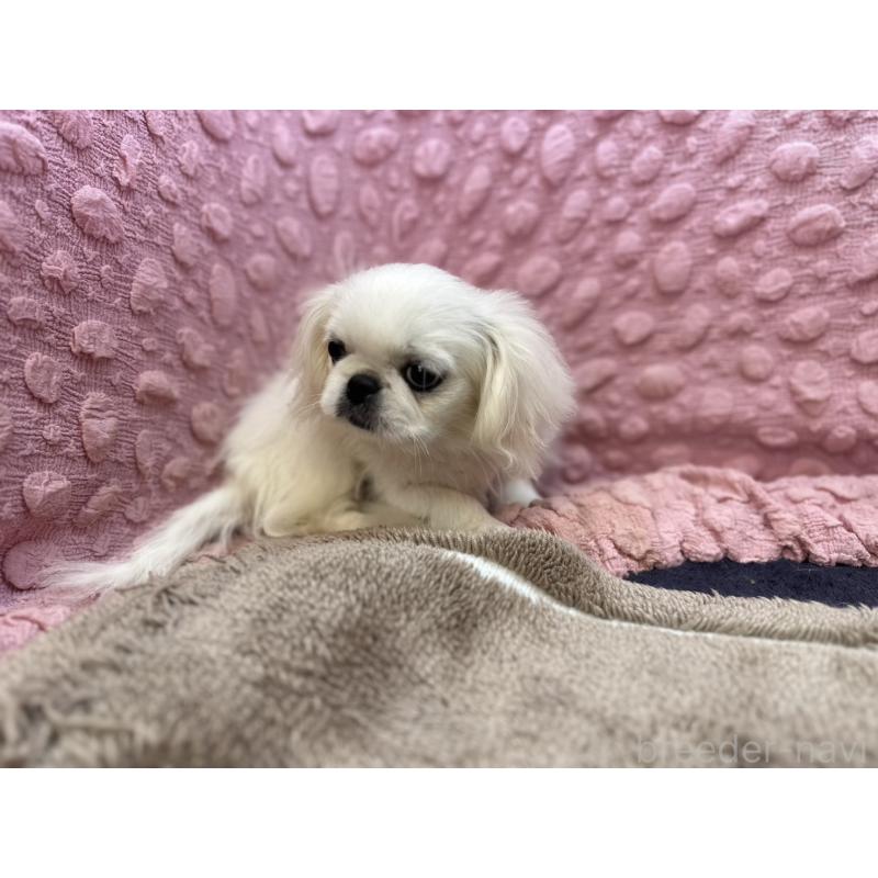 販売中の茨城県のペキニーズ-434904の2枚目