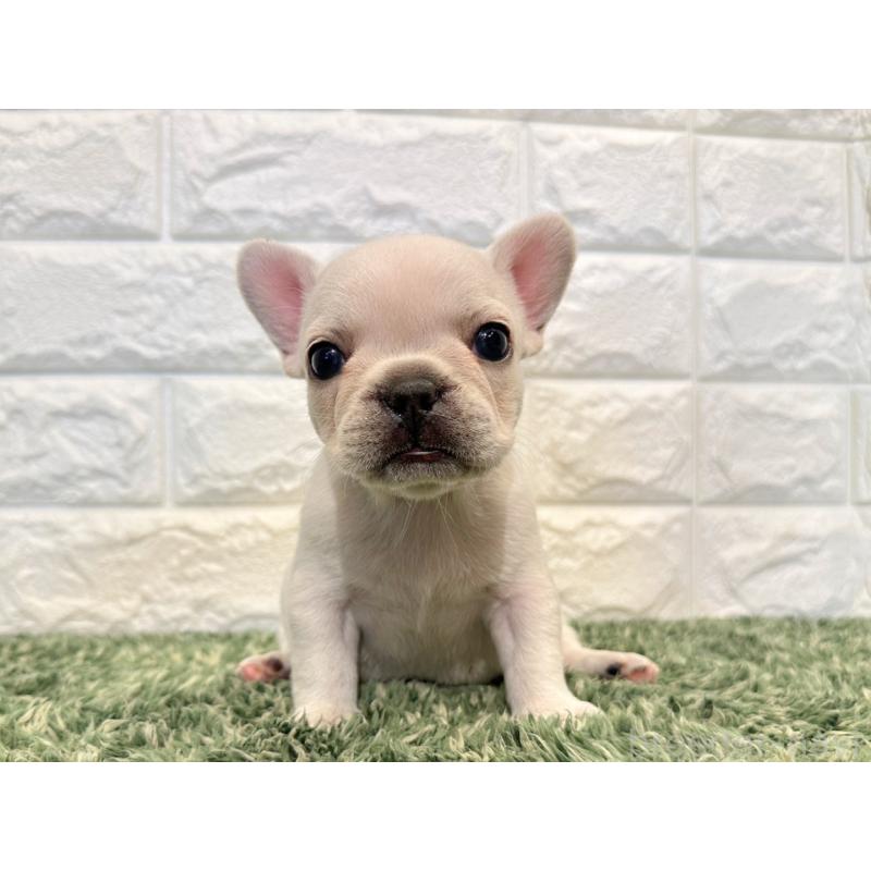 販売中の愛知県のフレンチブルドッグ-434908の4枚目