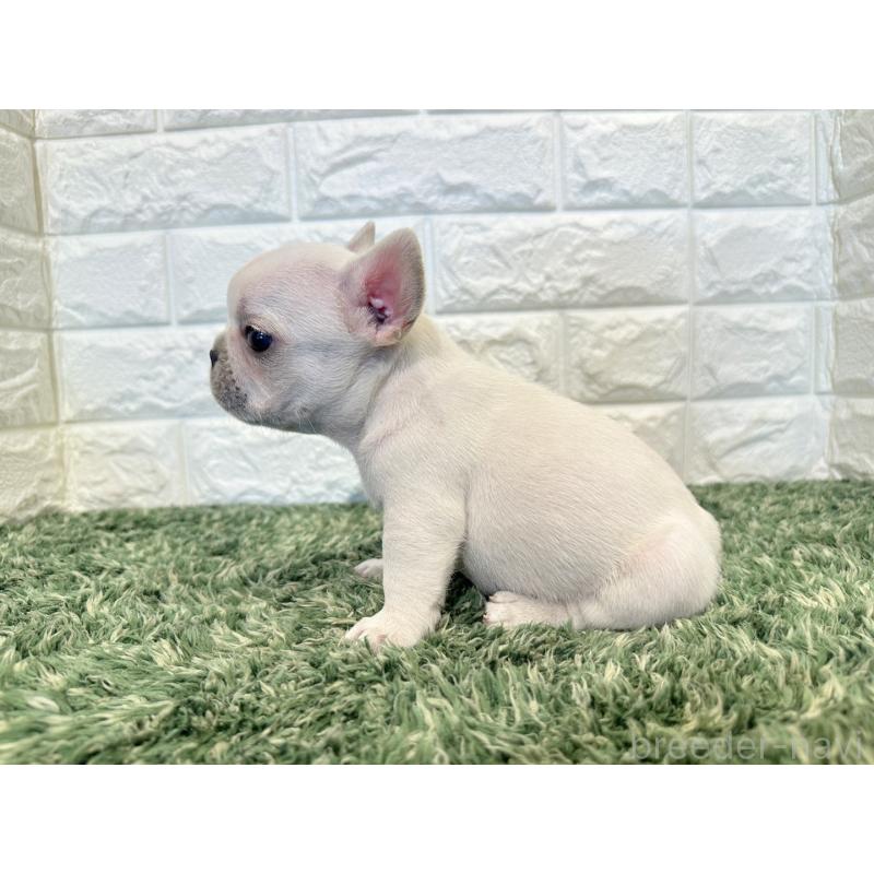 販売中の愛知県のフレンチブルドッグ-434908の3枚目