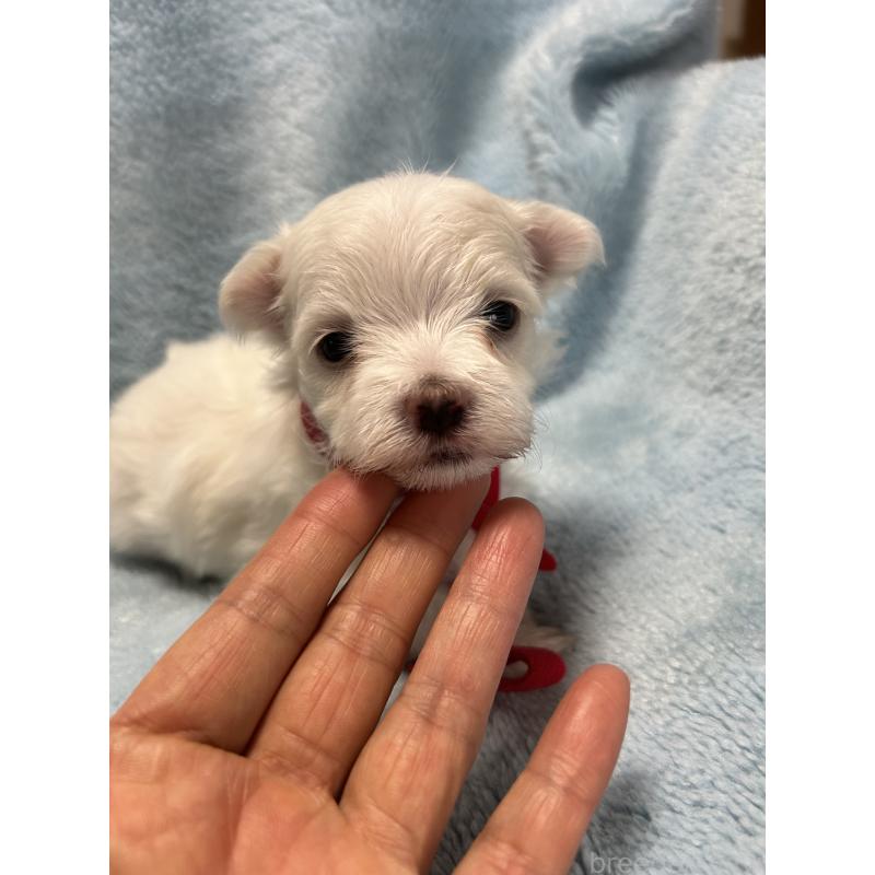 販売中の愛知県のマルチーズ-434907