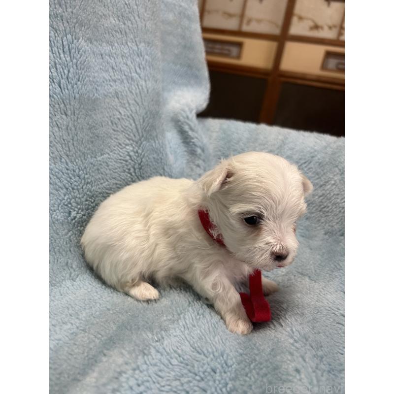 販売中の愛知県のマルチーズ-434907の3枚目