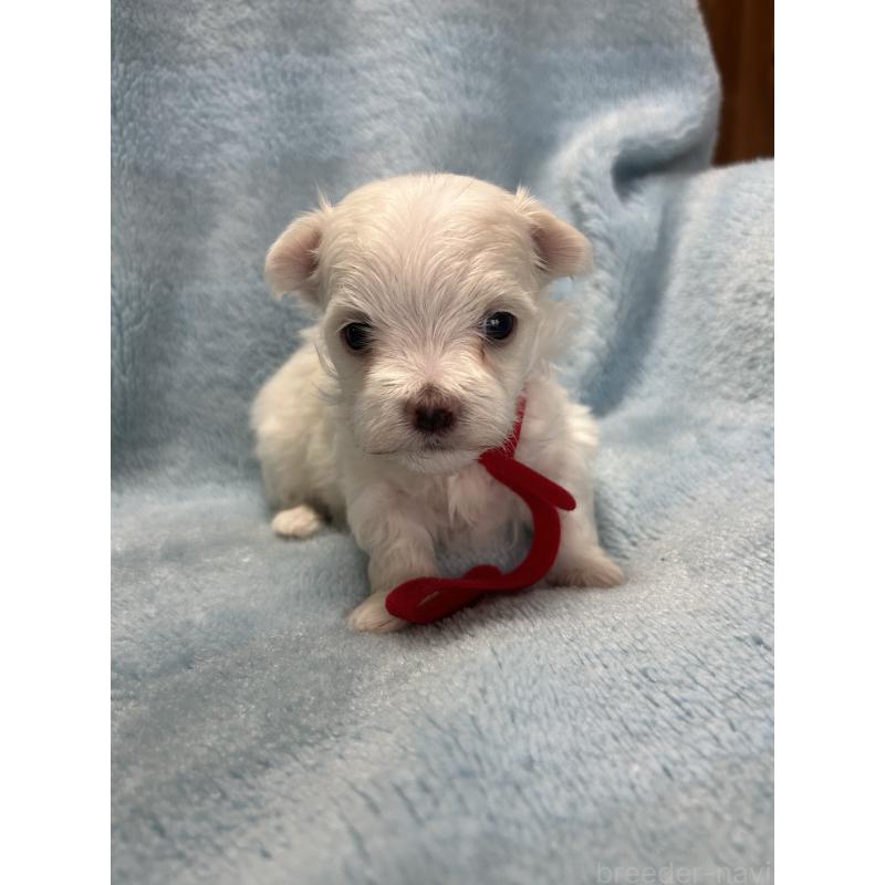 販売中の愛知県のマルチーズ-434907の2枚目