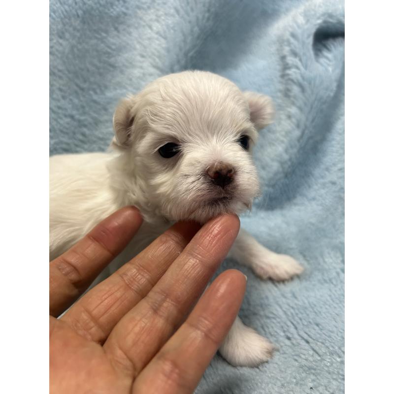 販売中の愛知県のマルチーズ-434909の3枚目