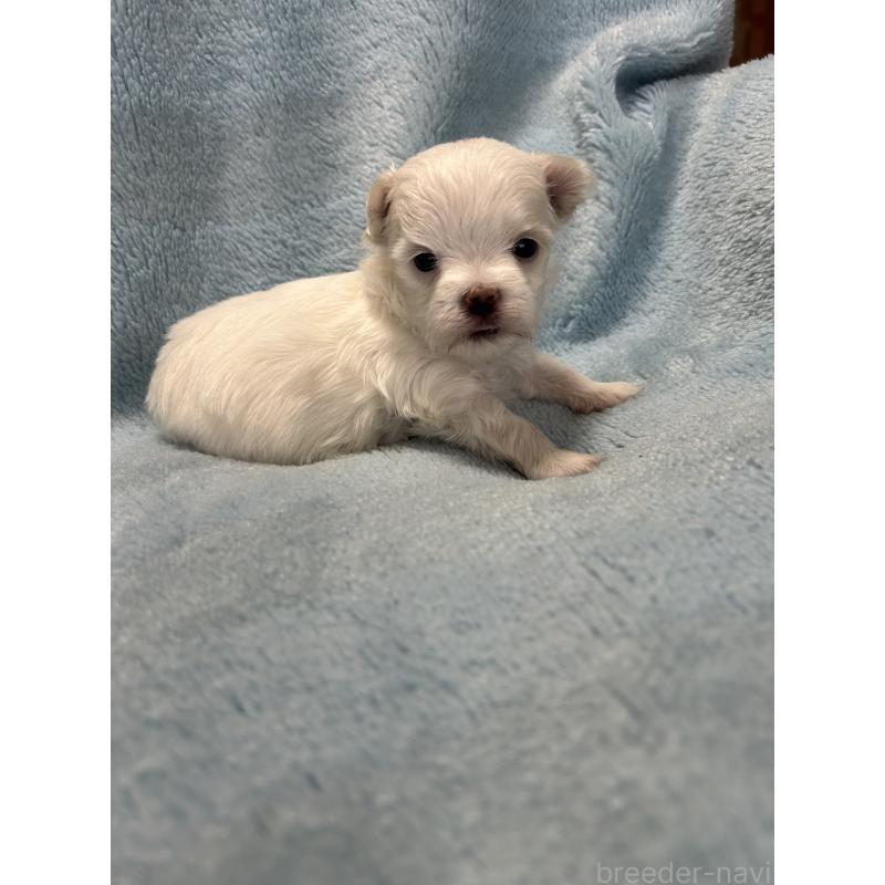 販売中の愛知県のマルチーズ-434909の2枚目