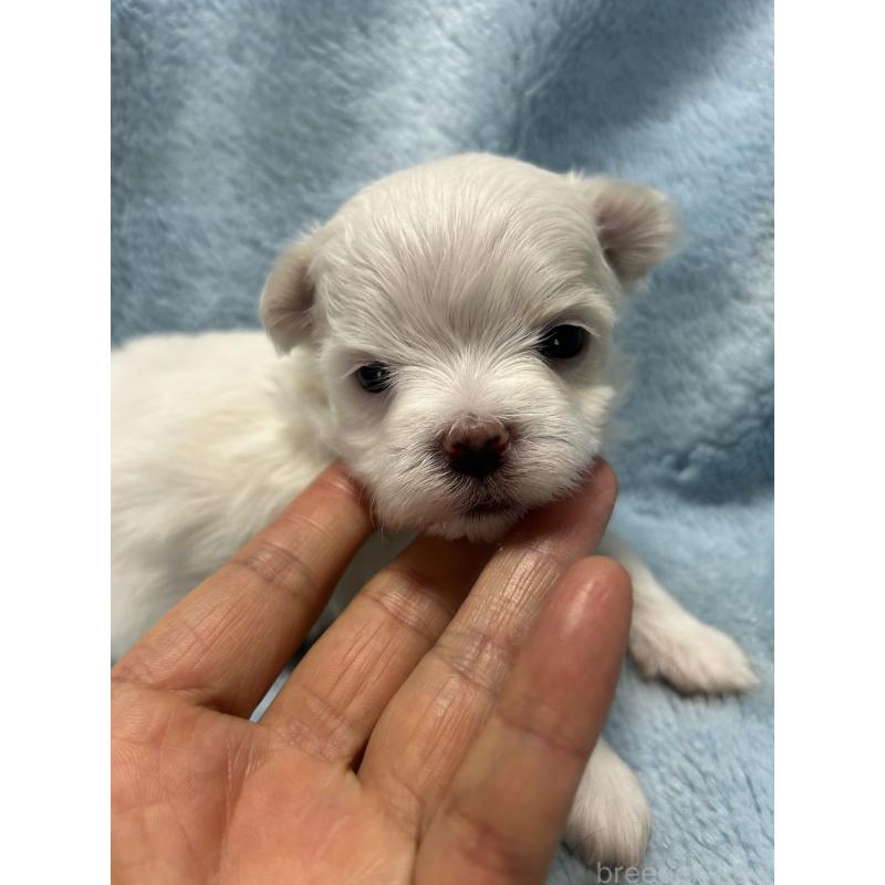 販売中の愛知県のマルチーズ-434909の1枚目