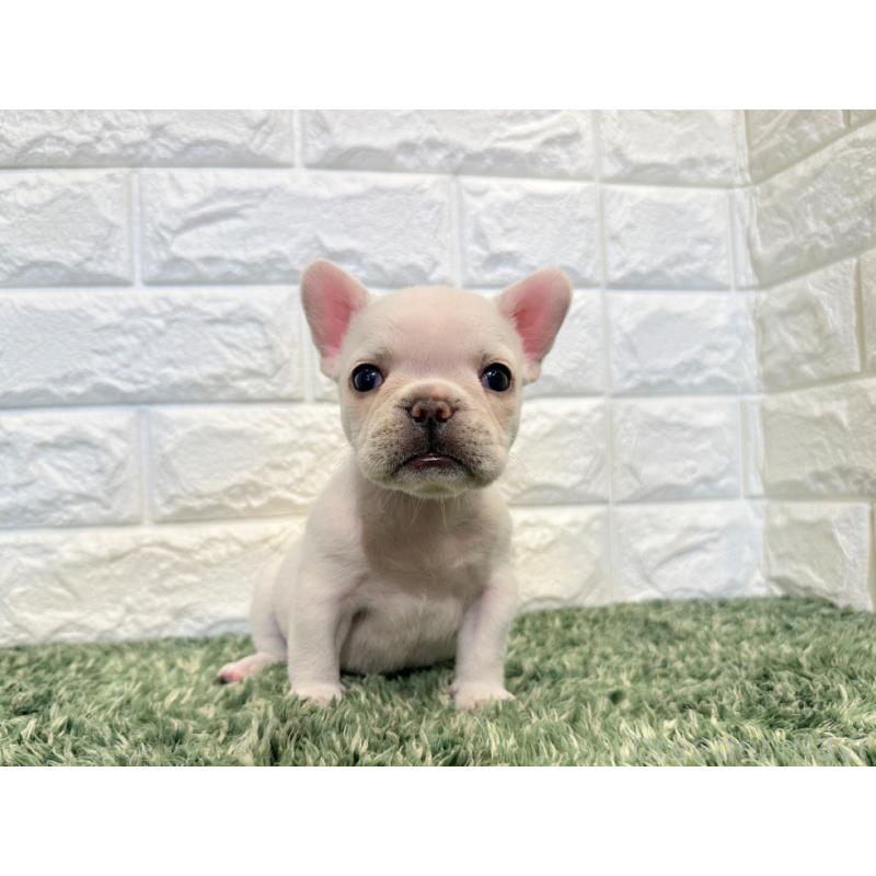 販売中の愛知県のフレンチブルドッグ-434910の4枚目