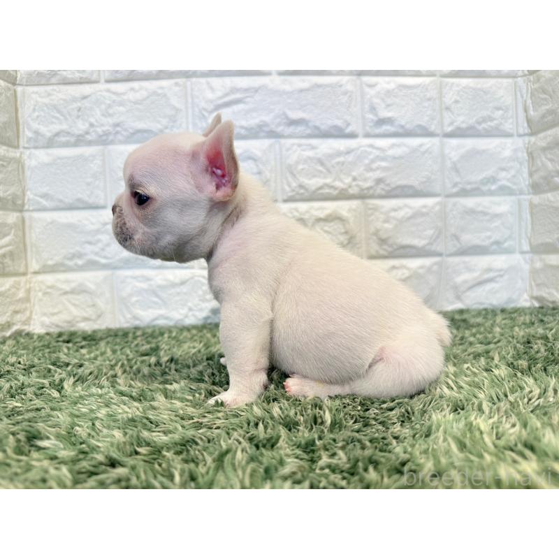 販売中の愛知県のフレンチブルドッグ-434910の3枚目