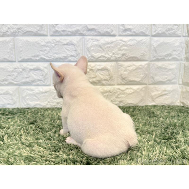 販売中の愛知県のフレンチブルドッグ-434910の2枚目