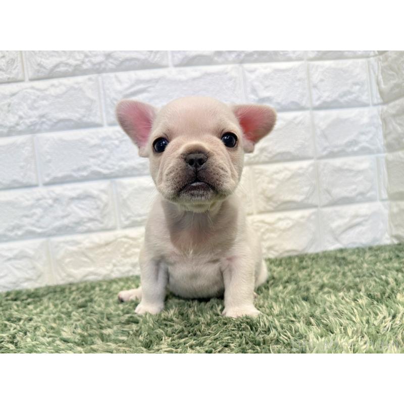 販売中の愛知県のフレンチブルドッグ-434912の4枚目