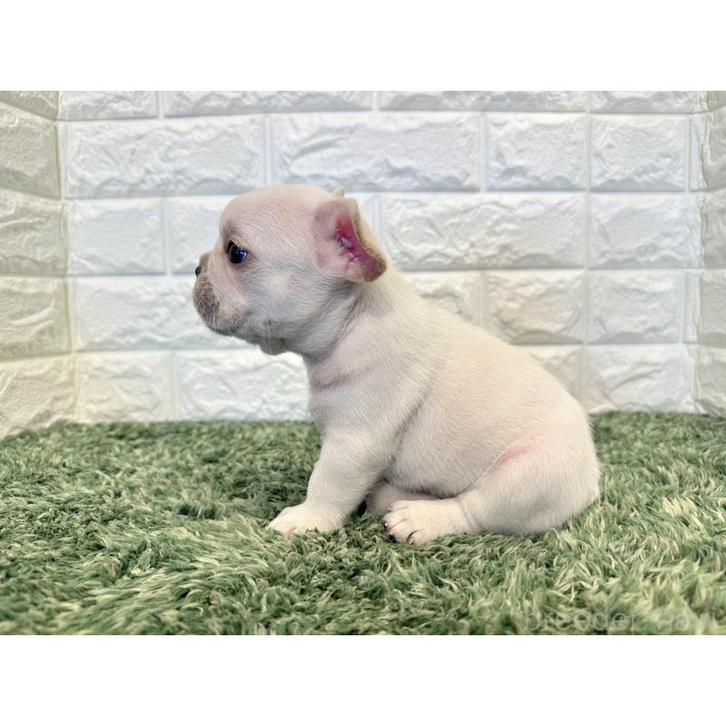 販売中の愛知県のフレンチブルドッグ-434912の3枚目