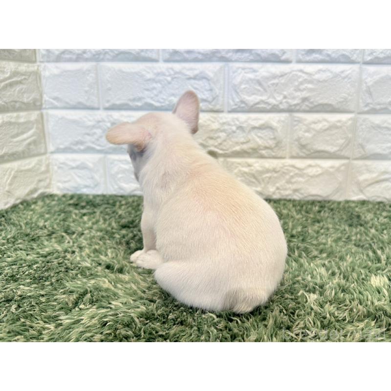 販売中の愛知県のフレンチブルドッグ-434912の2枚目