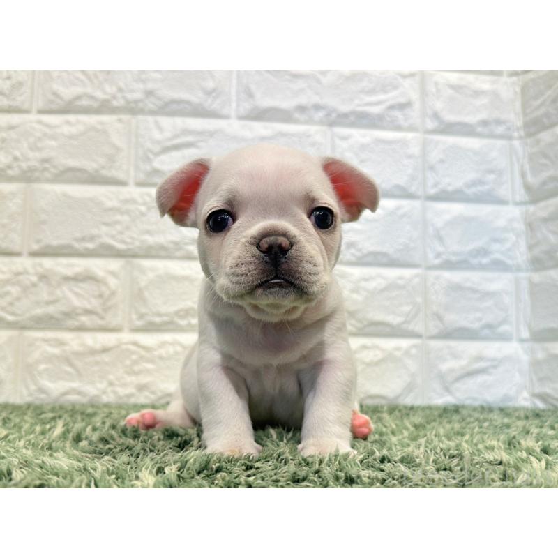 販売中の愛知県のフレンチブルドッグ-434914の4枚目