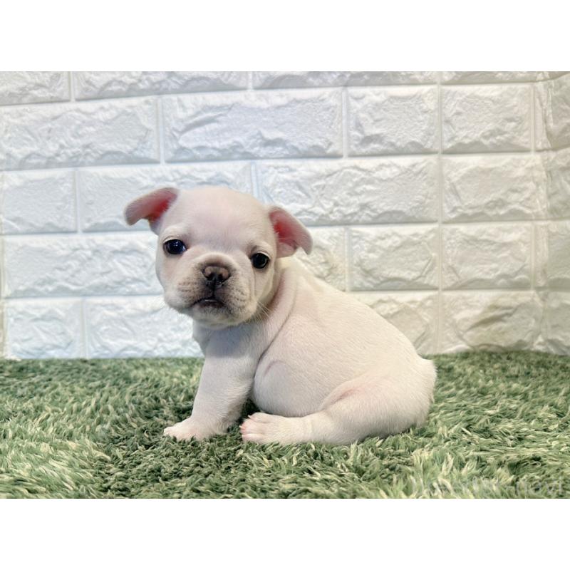 販売中の愛知県のフレンチブルドッグ-434914の3枚目