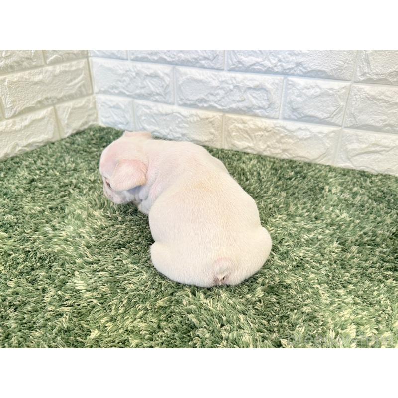 販売中の愛知県のフレンチブルドッグ-434914の2枚目