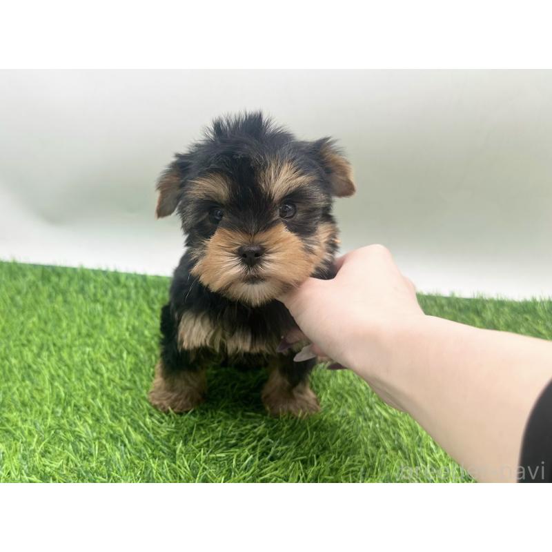 販売中の愛知県のヨークシャーテリア-434921