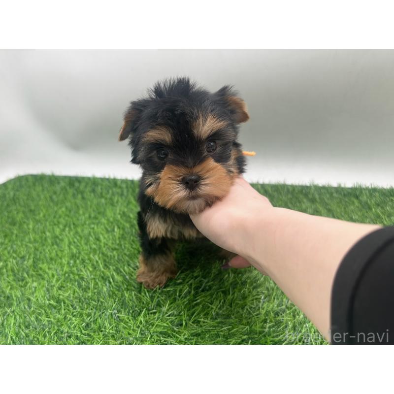 販売中の愛知県のヨークシャーテリア-434921の6枚目