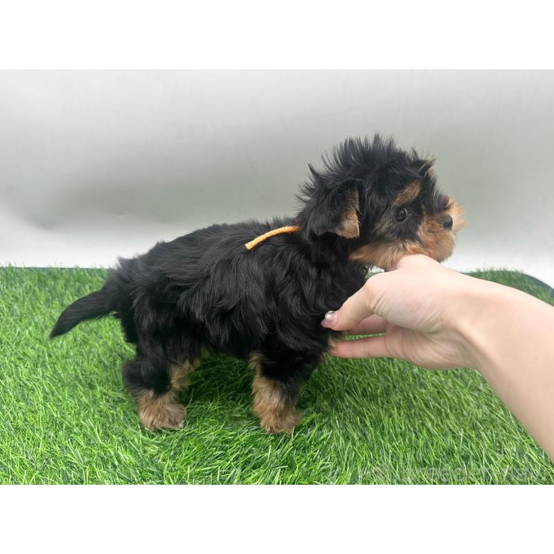 販売中の愛知県のヨークシャーテリア-434921の5枚目