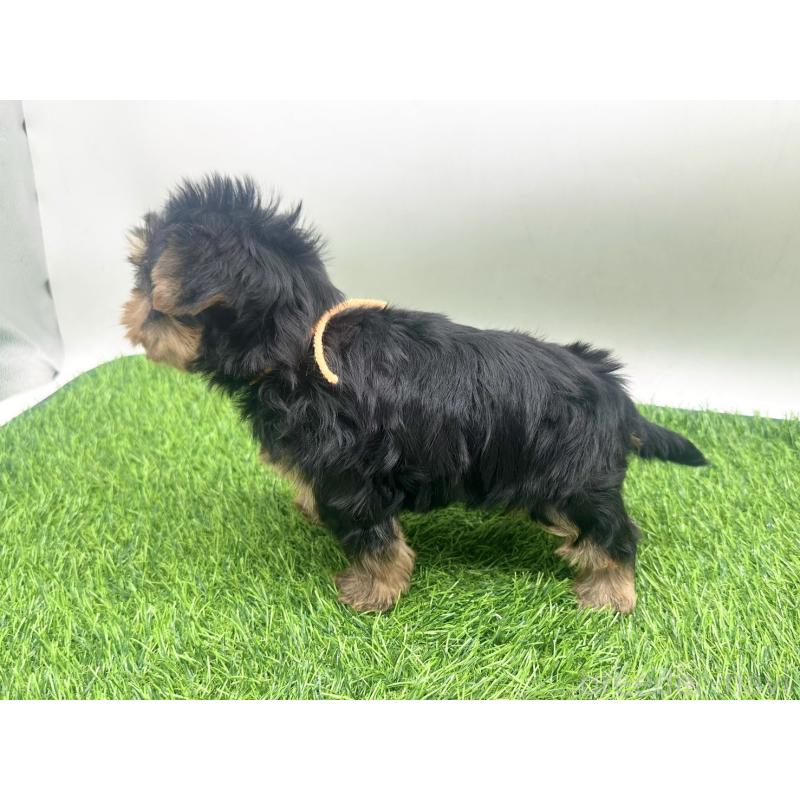 販売中の愛知県のヨークシャーテリア-434921の4枚目
