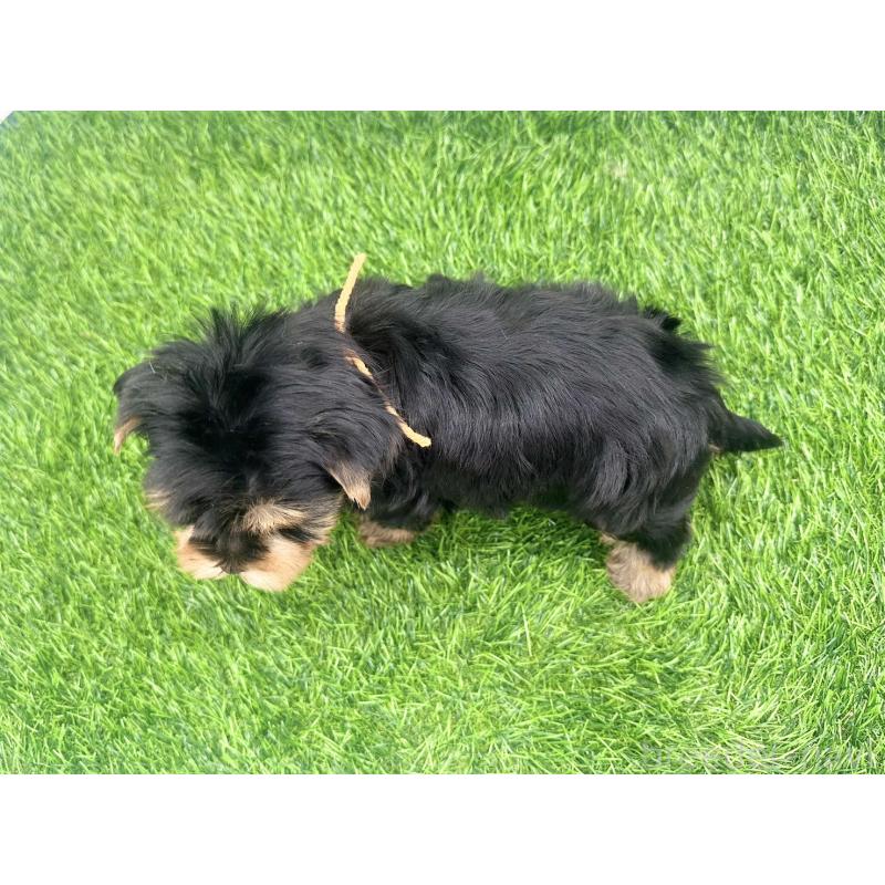 販売中の愛知県のヨークシャーテリア-434921の3枚目