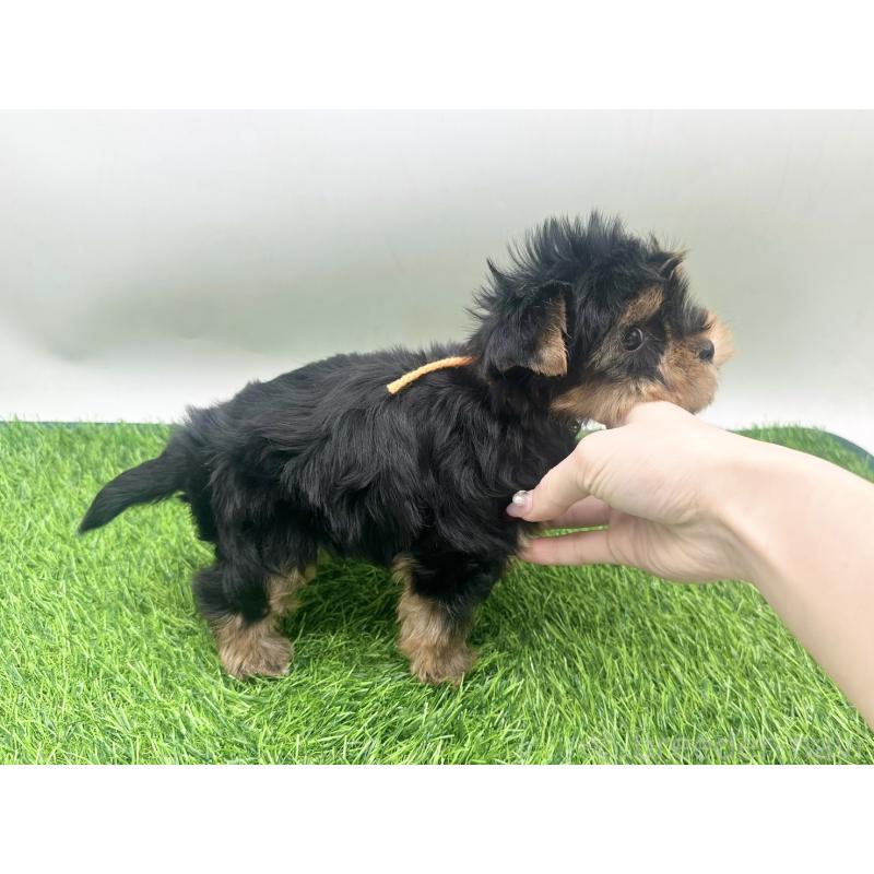 販売中の愛知県のヨークシャーテリア-434921の2枚目