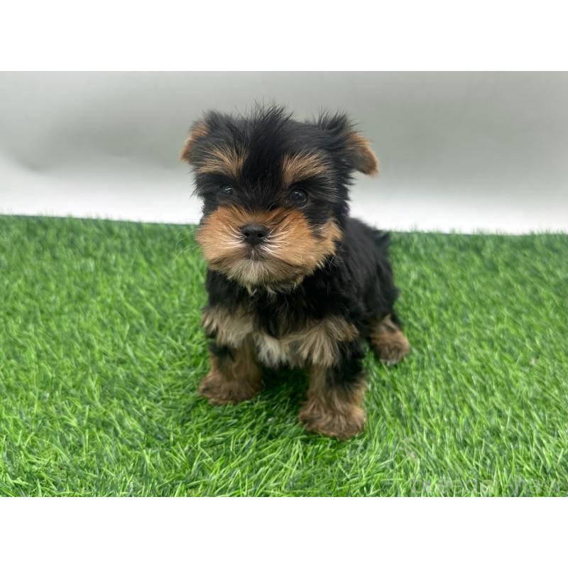 販売中の愛知県のヨークシャーテリア-434928の1枚目
