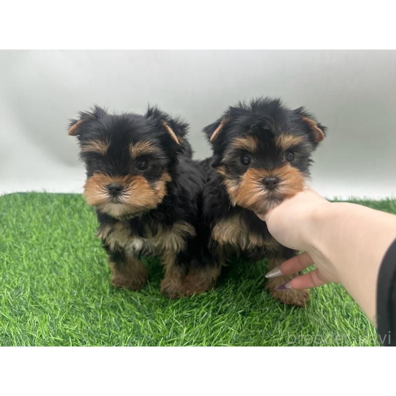 販売中の愛知県のヨークシャーテリア-434928の6枚目