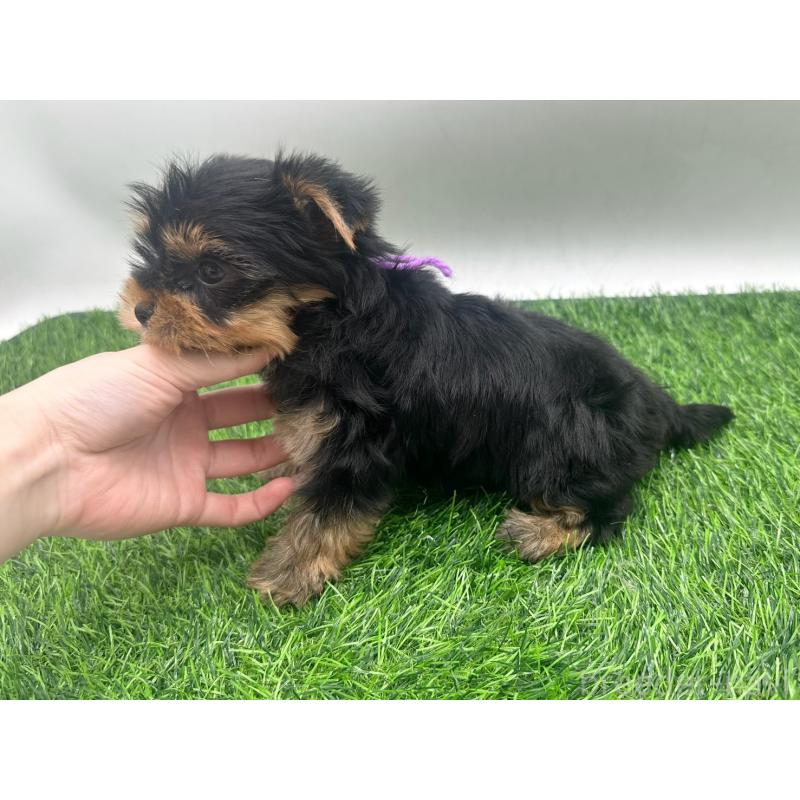 販売中の愛知県のヨークシャーテリア-434928の4枚目