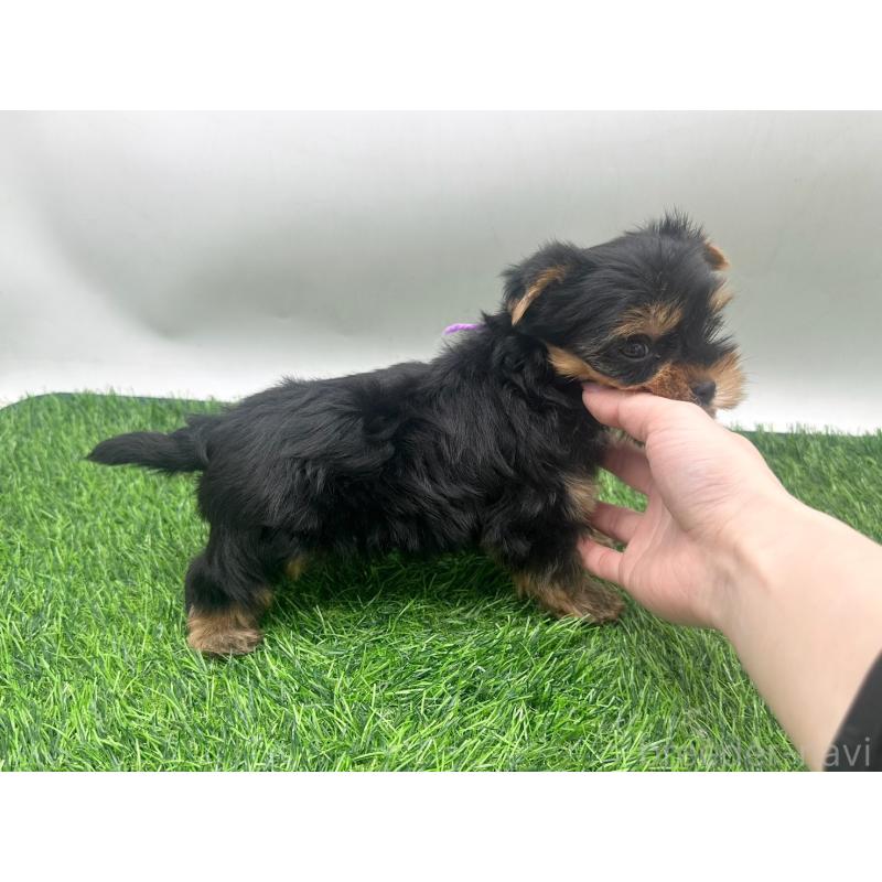 販売中の愛知県のヨークシャーテリア-434928の2枚目