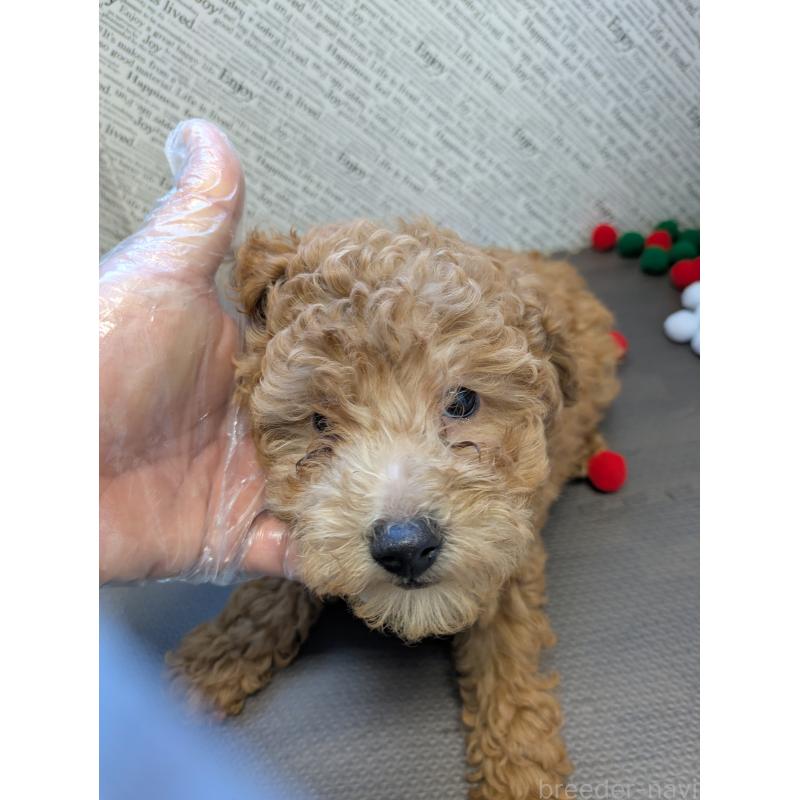 販売中の茨城県のトイプードル-422202