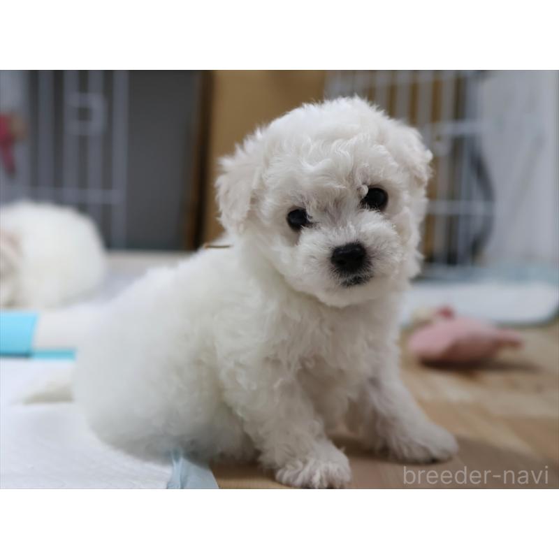 販売中の愛知県のビションフリーゼ-434950の11枚目