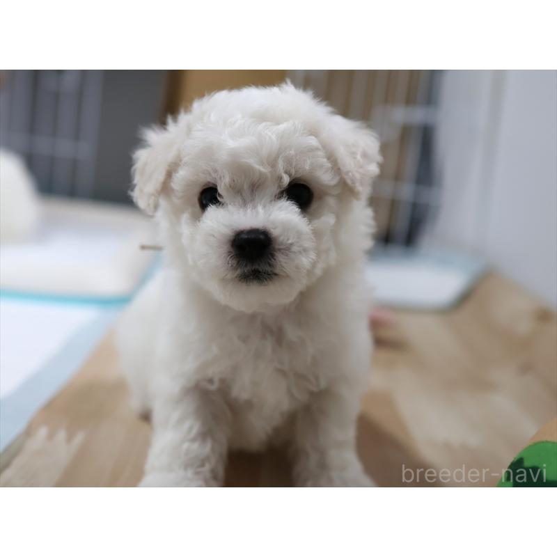 販売中の愛知県のビションフリーゼ-434950の10枚目