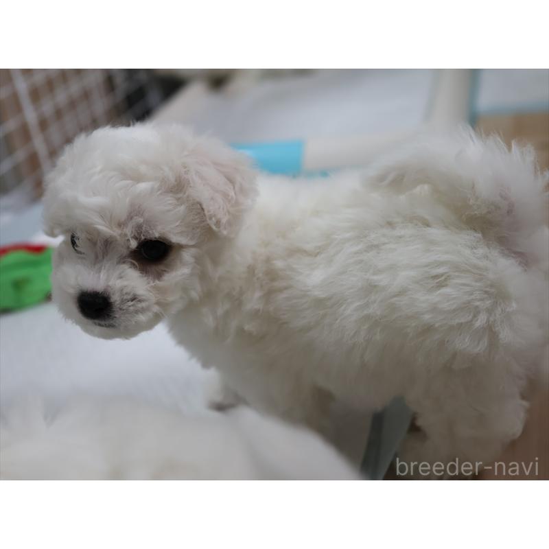 販売中の愛知県のビションフリーゼ-434950の9枚目