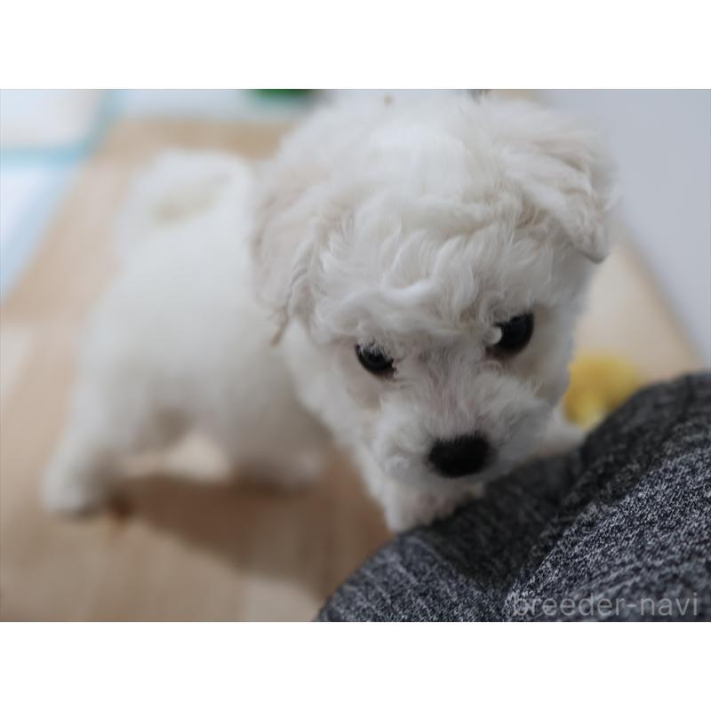 販売中の愛知県のビションフリーゼ-434950の8枚目