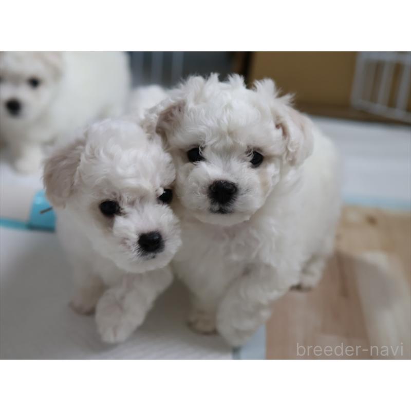 販売中の愛知県のビションフリーゼ-434950の7枚目