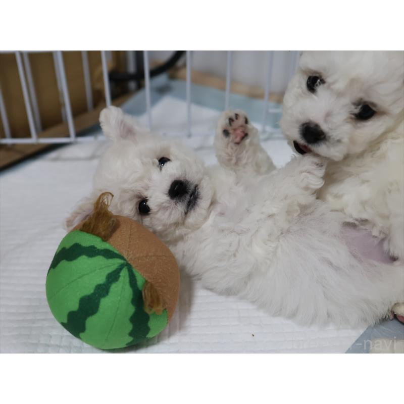 販売中の愛知県のビションフリーゼ-434950の6枚目