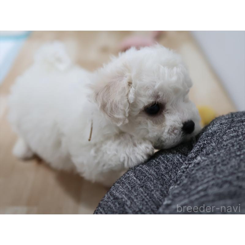 販売中の愛知県のビションフリーゼ-434950の5枚目