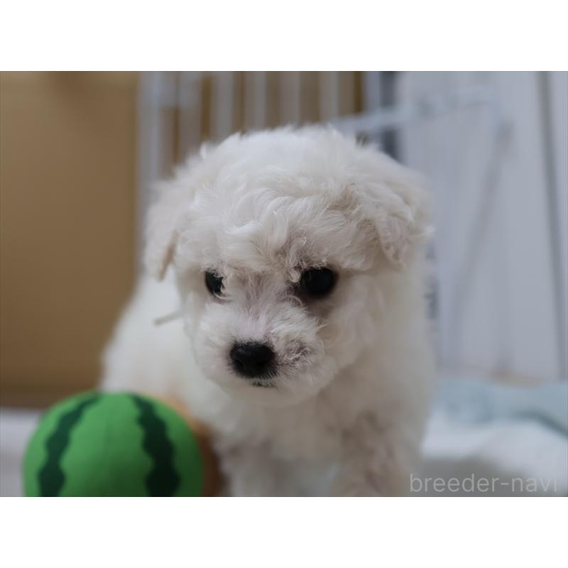 販売中の愛知県のビションフリーゼ-434950の4枚目