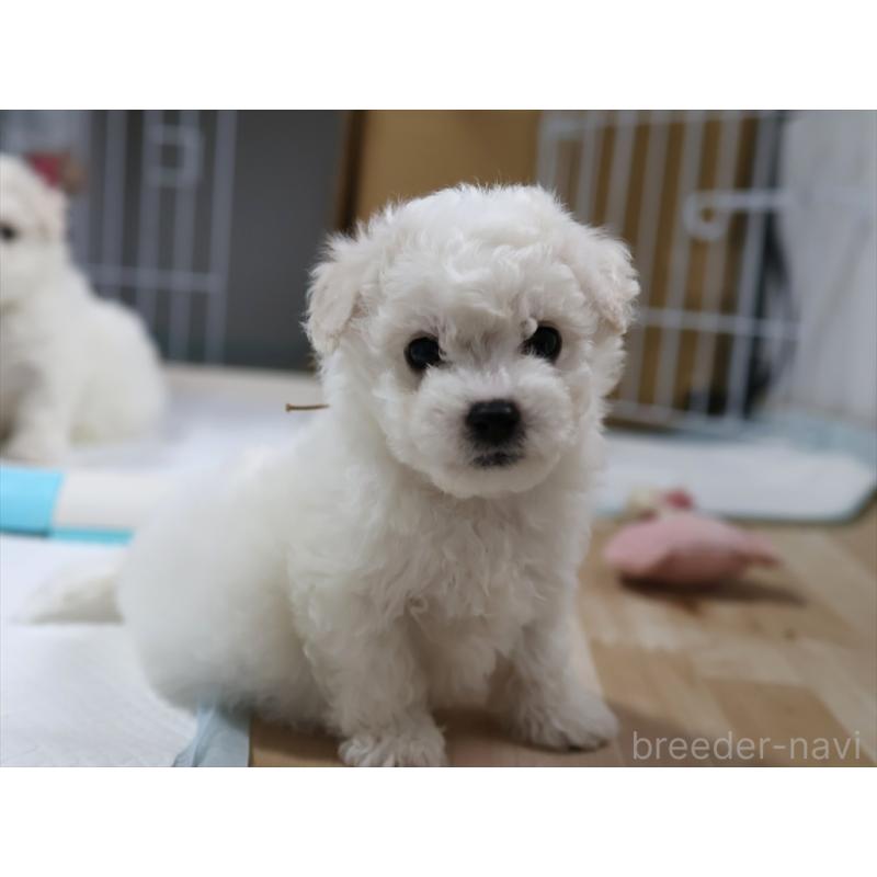 販売中の愛知県のビションフリーゼ-434950の3枚目