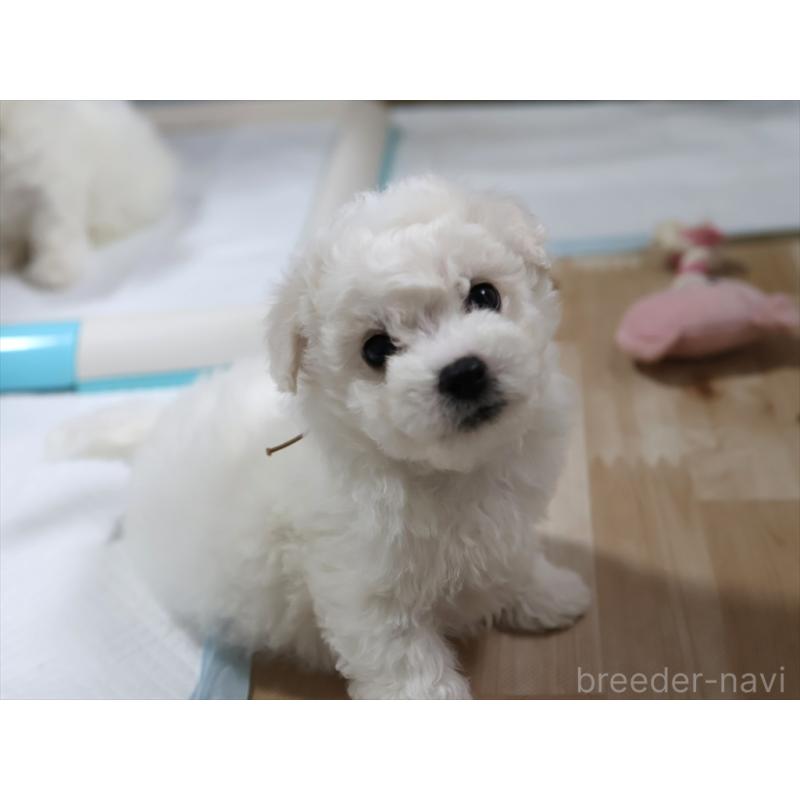 販売中の愛知県のビションフリーゼ-434950の2枚目