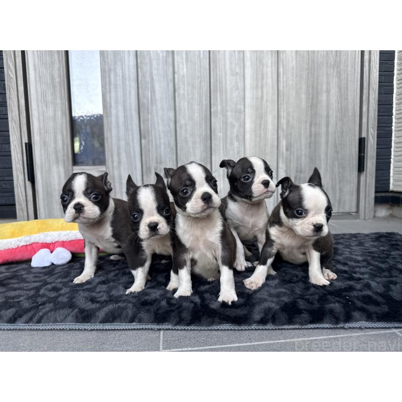 販売中の静岡県のボストンテリア-434916の4枚目