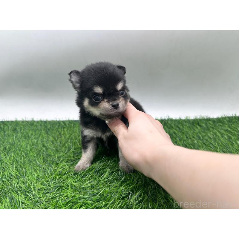 販売中の愛知県のチワワ(ロングコート)-434936